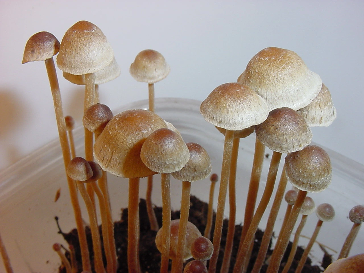 How to Grow Psilocybe Tampanensis: Step-by-Step Guide