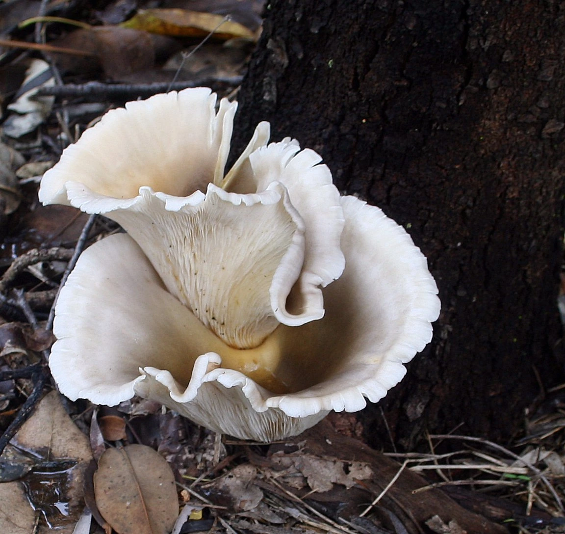 How to Grow Ghost Mushrooms: Step-by-Step Guide